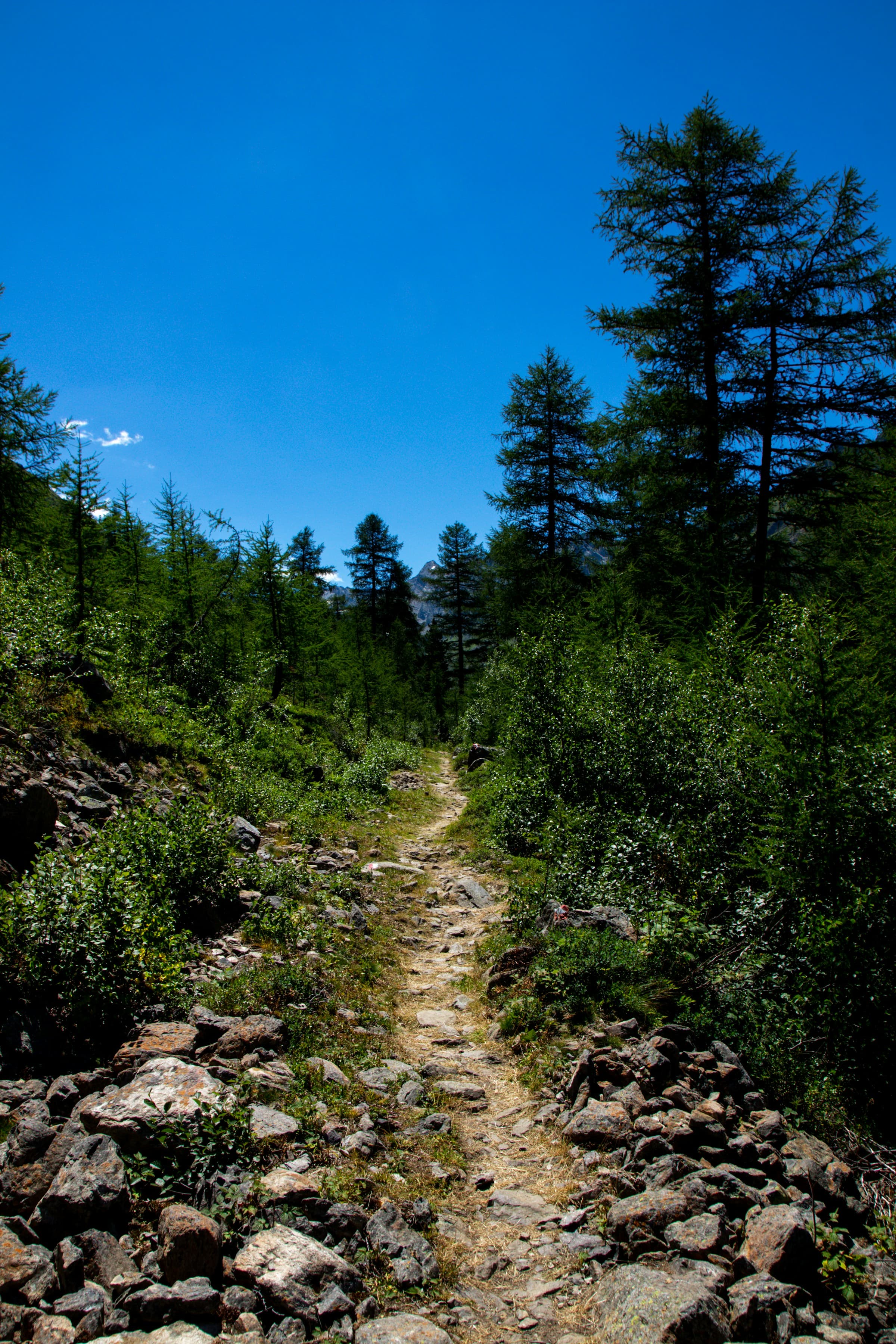 Losinj forest